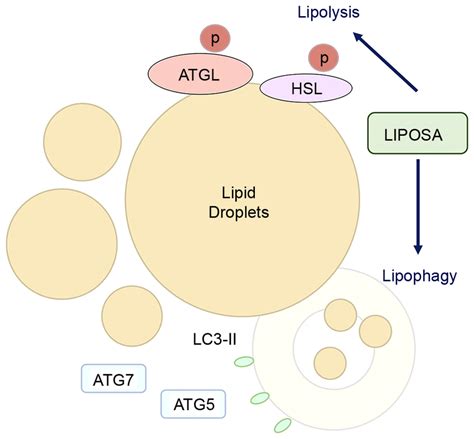 Schematic Diagram Of The Effect Of Liposa Pharmacopuncture On Localized Download Scientific