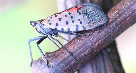 Spotted lanternfly a new grape threat – Good Fruit Grower