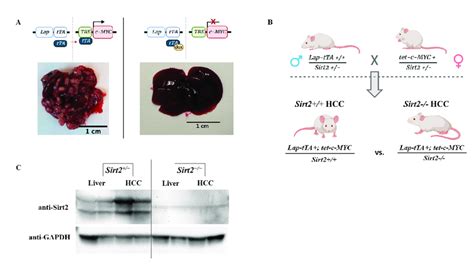 A Hcc Like Tumors Develop In Mice Harboring A C Myc Transgene The