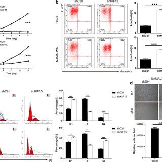 Knockdown Of KIF15 Inhibits Cell Proliferation Migration Promotes