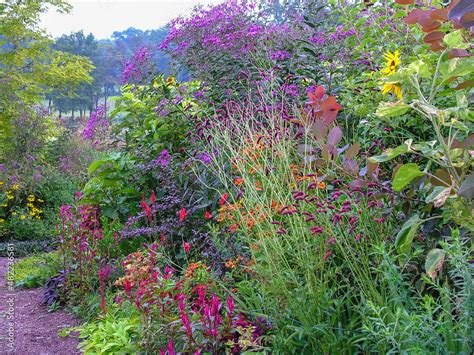 Flower Garden In Late Summer Including Purple Japanese Burnet