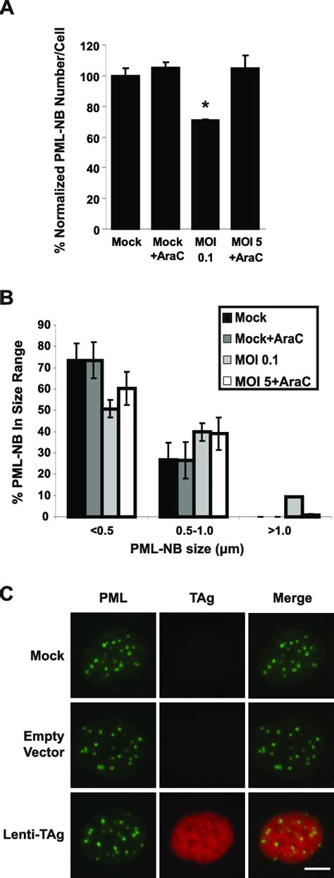 Pml Nb Reorganization Is Dependent On Viral Dna Replication Rpte Cells