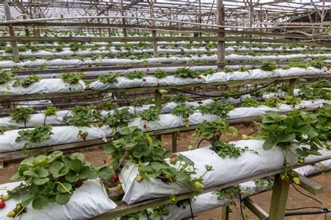 CAMERON HIGHLANDS, MALAYSIA - MARCH 28, 2018: View of a Strawberry Farm ...