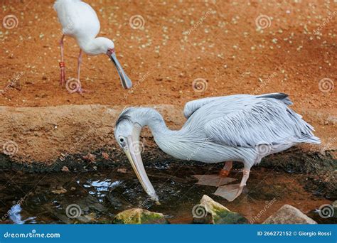 The Pink Backed Pelican Pelecanus Rufescens A Bird Of Africa And