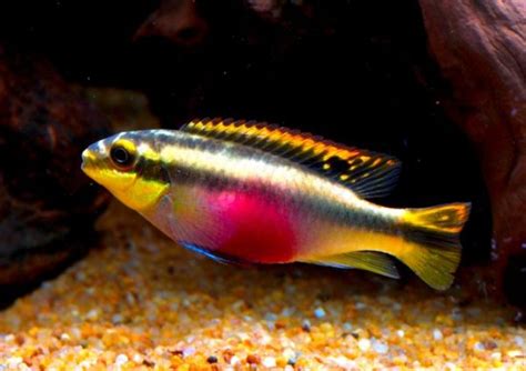 Kribensis Cichlid Care And Breeding Guide - WZaquarium