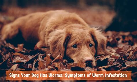 how to tell if dog has worms