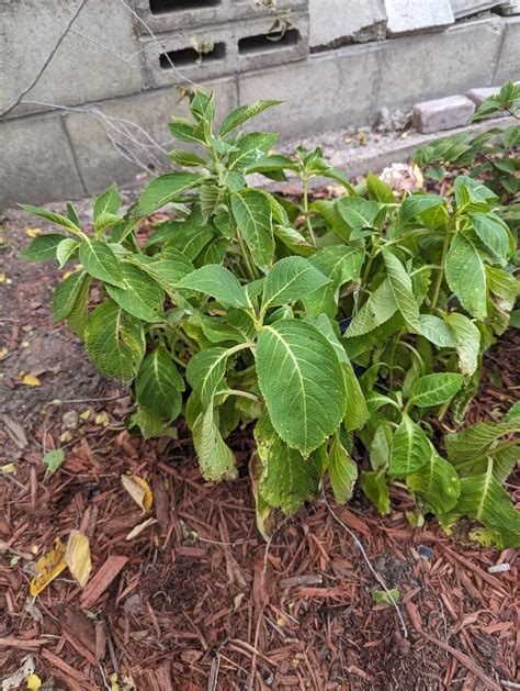 Is this normal in the colder temperatures? : r/hydrangeas