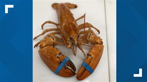 Tops donates rare orange lobster to Aquarium of Niagara | wgrz.com