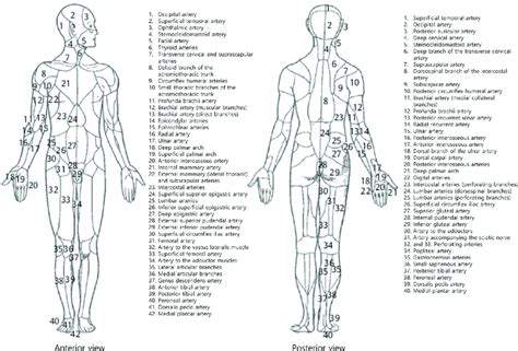 Michel Salmons Vascular Territories Of The Human Body Reproduced