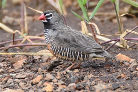 African Bird Club