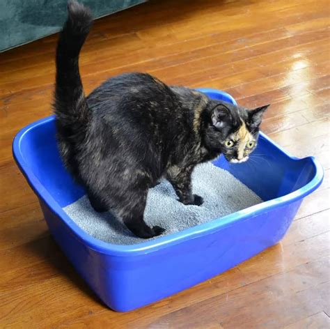 The Best Cat Litter Boxes For 2023 Reviews By Wirecutter Atelier Yuwa Ciao Jp