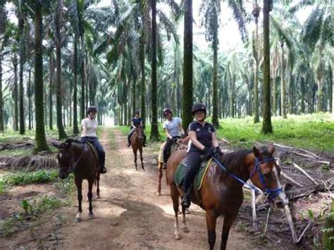 Top 8 Horse Riding In Johor 8 Destinations