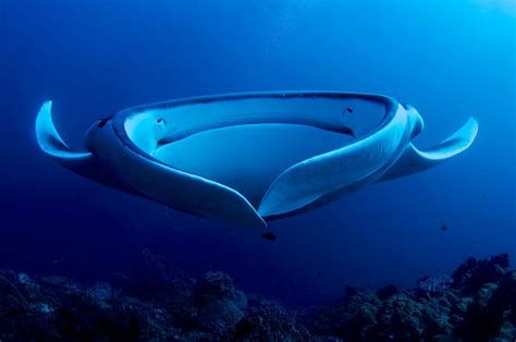 Manta Gigante Arraia Jamanta Arraias Animais