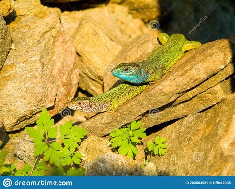 Lacerta Viridis European Green Lizard Stock Image Image Of Fast