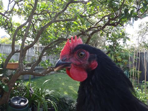 10 week old Australorp - rooster or hen??