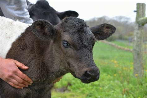 Calf Diptheria Disease in Cattle పశవలల కఫ డపతరయ వయధ