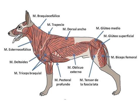 ANATOMÍA uDocz