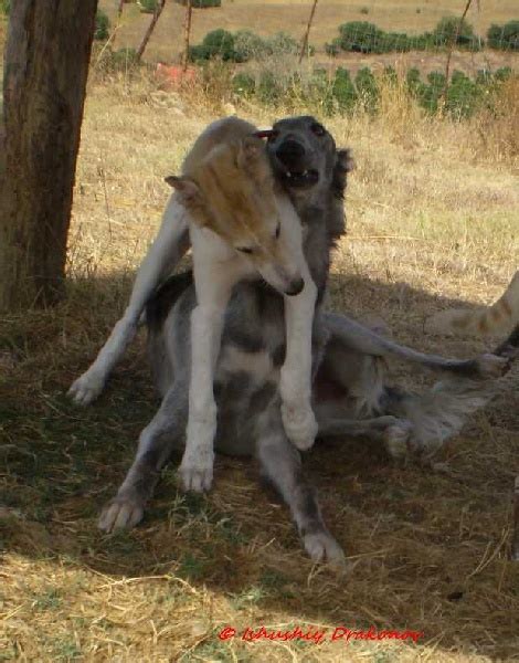 Chien Barzoi Fa Zabad Floradelys Du Joyau Des Bois