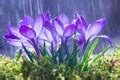stock photo  springflowersjpg freeimageslive