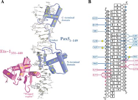 Structure Of The Paired Domain Of Pax5 And The ETS Domain Of Ets 1