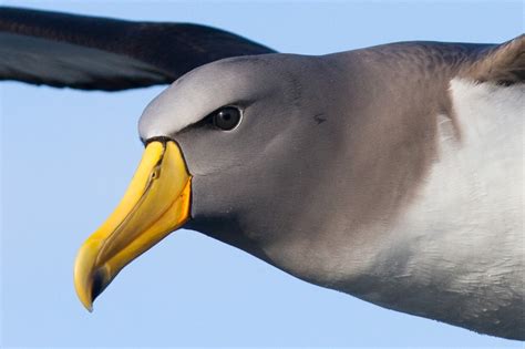 Subantarctic Islands Travel | Heritage Expeditions