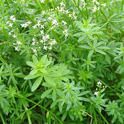 Gew Hnliches Wiesen Labkraut Galium Mollugo Habitus Aus Dem Online