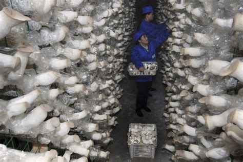 Chinese Mushroom Farming Continues To Flourish And Diversify Much To