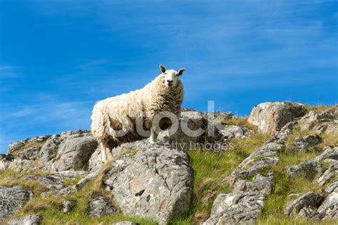 Scottish Highland Sheep Stock Photo | Royalty-Free | FreeImages