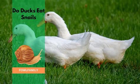 Do Ducks Eat Snails? [4 Beneficial Facts!]