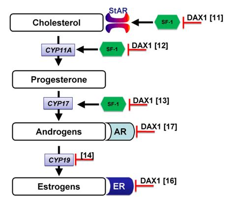 Schematic Representation Of Pathway For The Biosynthesis Of Sexual Download Scientific Diagram