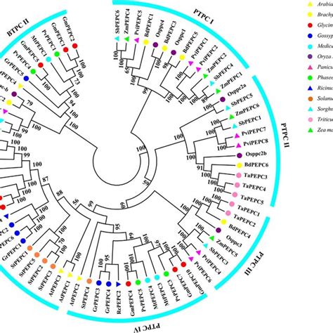 Phylogenetic Analysis Of Pepc Proteins In Soybean And Other Plant