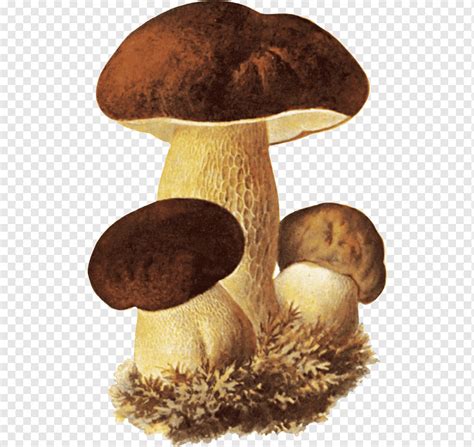 Boletus Edulis Hongo Comestible Hongo Abedul Bolete Seta Shiitake