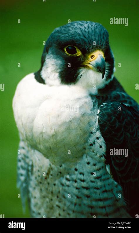 Falco Peregrinus Peregrine Falcon Hi Res Stock Photography And Images