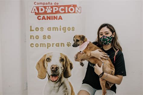 Alistan campaña de adopción de perros en Cancún Aprovecha