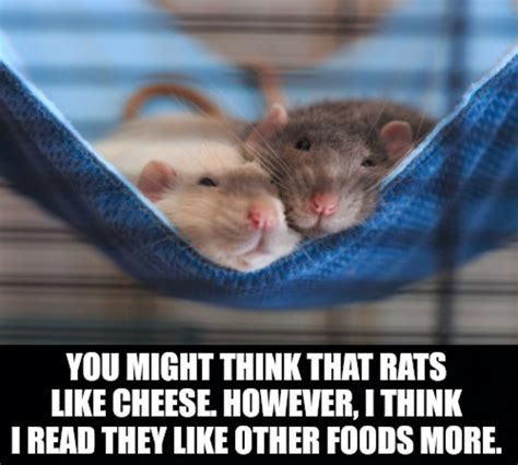 Rat Facts 🐀 : r/196