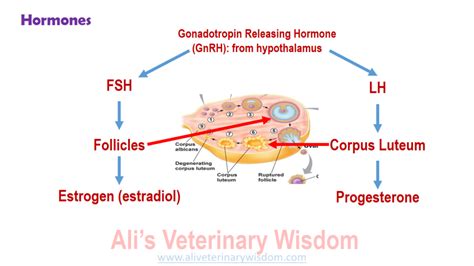 Physiology Of Estrous Cycle In Cows And Buffaloes Ali Veterinary Wisdom