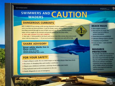 avoid  white shark attack shark stewards