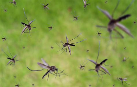 3 Signs of a Mosquito Infestation | TruGreen