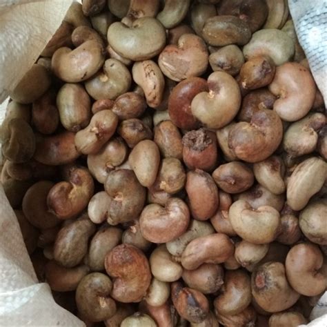 Jual Biji Jambu Monyet Biji Mete Unggul Bibit Tanaman Unggul