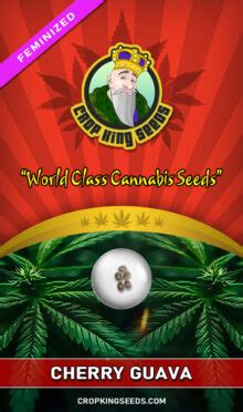 Buy Cherry Guava Strain Feminized Marijuana Seeds | Crop King Seeds