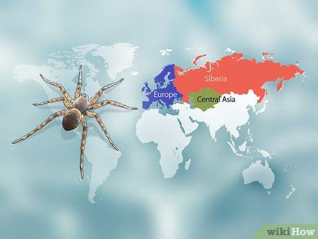 How to Identify a Water Spider: 6 Steps (with Pictures) - wikiHow