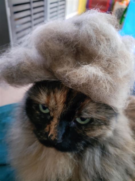 Big Kitty Is Unimpressed With Her Wig Rcats