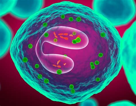 Absolute Eosinophil Count Test - Test Results, Normal Range