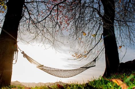 Premium Photo Hammock Suspended Between Two Trees