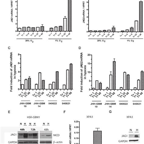 Hypoxia Induces Notch Ligand Expression In Malignant Tumors Hsr Gbm1 Download Scientific