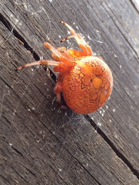 Bright Orange Spider Found In Southwest Pennsylvania What In The World