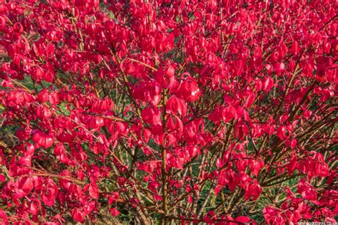 Euonymus Alatus Chicago Fire Burning Bush New Wood Trees