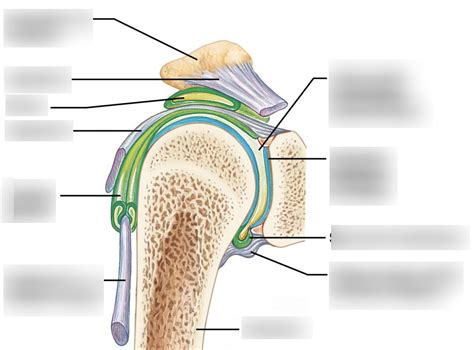 Synovial Joints Diagram Diagram Quizlet