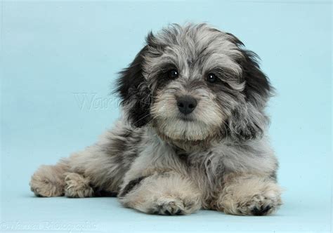 Dog Black And Grey Daxiedoodle Pup Photo Wp38960