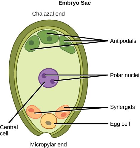 Sexual Reproduction in Angiosperms | Biology for Non-Majors II